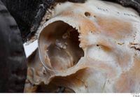  Skull Mouflon Ovis orientalis head skull 0010.jpg